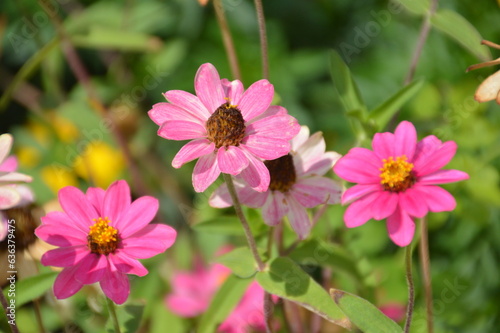 pink cosmos flowers in garden