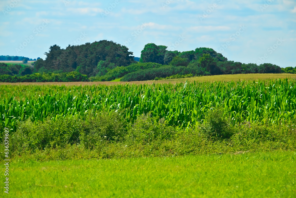 Fototapeta premium A small forest among the fields - a typical Polish landscape