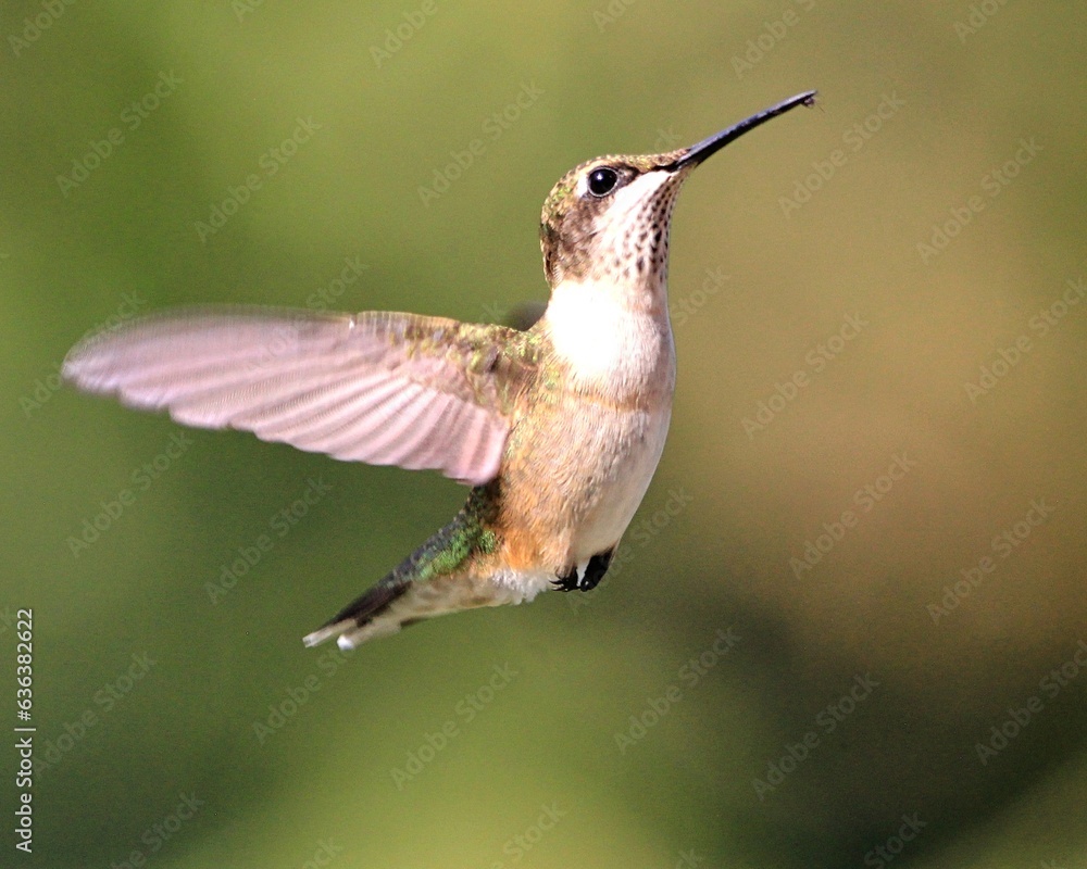 Obraz premium Ruby Throated Hummingbird