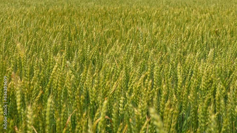 Slow motion green wheat field view. Crops moving in wave from strong wind. Young green wheat slowly swaying at summer day. View of endless green field in the Canadian countryside. Food concept. Slow motion green wheat field view. Crops moving in wave from strong wind. Young green wheat slowly swaying at summer day. View of endless green field in the Canadian countryside. Food concept.