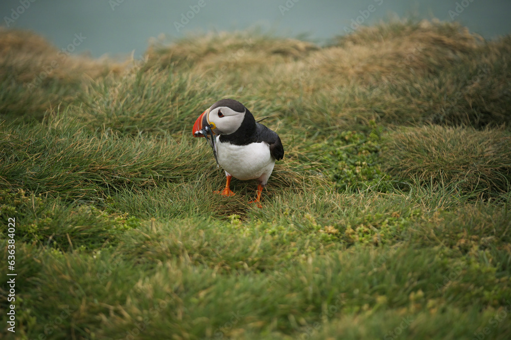 Puffins Puffins