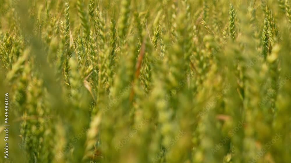 Slow motion of green wheat field during early summer in the Canadian countryside. View of agriculture wheat field at strong wind. Wheat farm crops moving in wave from strong wind. Food concept. Slow motion of green wheat field during early summer in the Canadian countryside. View of agriculture wheat field at strong wind. Wheat farm crops moving in wave from strong wind. Food concept.