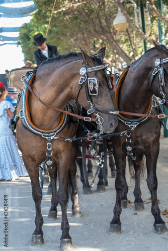 Horses parade amidst the flamenco rhythms of the Malaga Fair. Andalusia's summer celebration shines with tradition, culture, and vibrant festivities captivating tourists and locals alike.