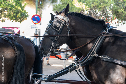 Equestrian artistry on display, horses perform dressage in the vibrant setting of Malaga Fair, a gem of Spanish tradition and festivity © Fernando Cortés