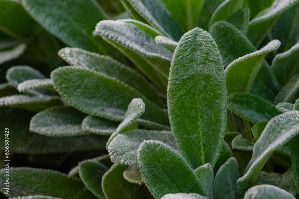 A closeup of lamb's-ear (Stachys byzantina) plant leaves under the sunlight A closeup of lamb's-ear (Stachys byzantina) plant leaves under the sunlight