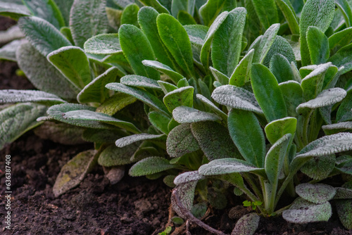 A closeup of lamb's-ear (Stachys byzantina) plant leaves under the sunlight