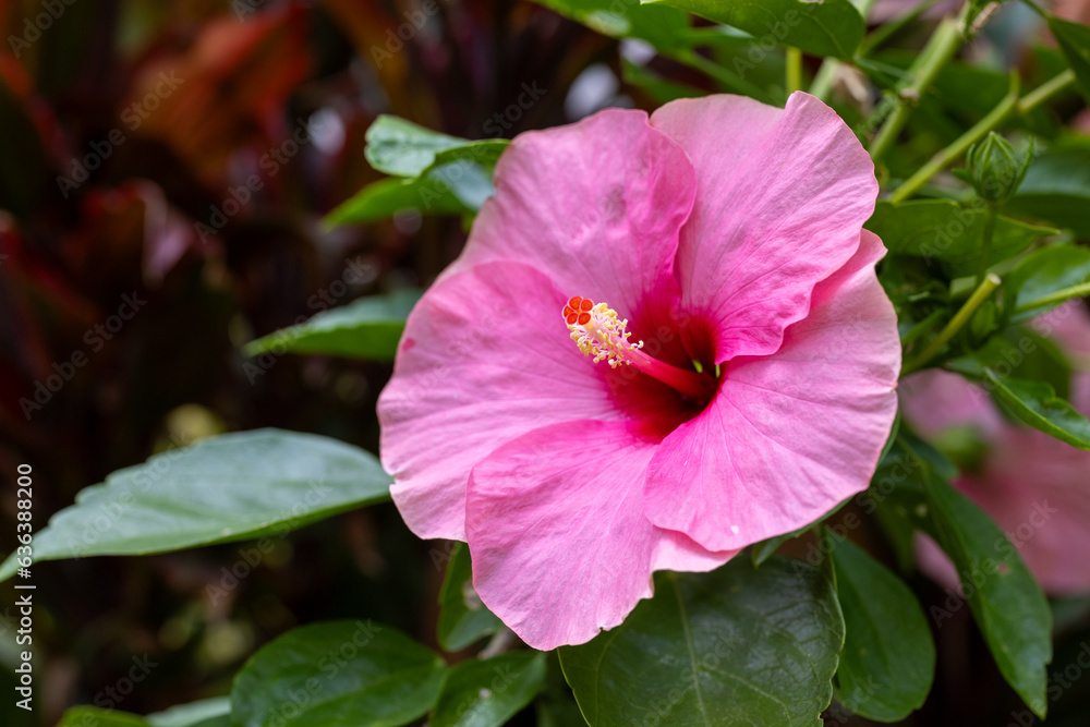 Hibiscus rosa-sinensis, beautiful pink chinese rose soft focus in vivid style. Colorful flower with green leaves nature background. Hibiscus rosa-sinensis, beautiful pink chinese rose soft focus in vivid style. Colorful flower with green leaves nature background.
