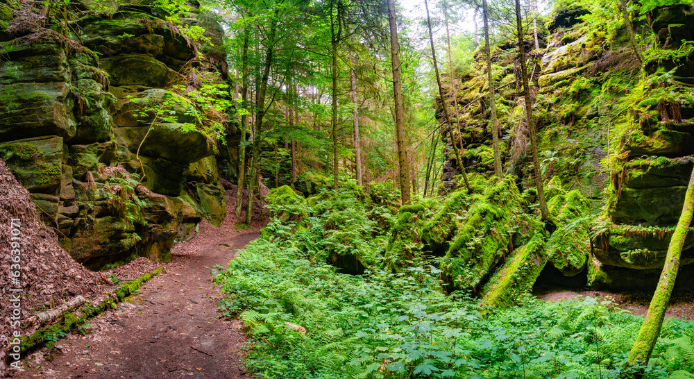 Fototapeta premium Panoramic view over magical enchanted fairytale forest with moss, lichen and fern at the hiking trail Malerweg in the national park Saxon Switzerland near Dresden, Saxony, Germany.