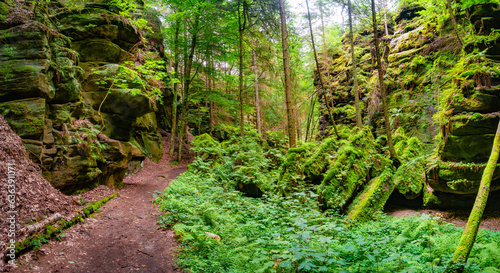 Panoramic view over magical enchanted fairytale forest with moss, lichen and fern at the hiking trail Malerweg in the national park Saxon Switzerland near Dresden, Saxony, Germany.
