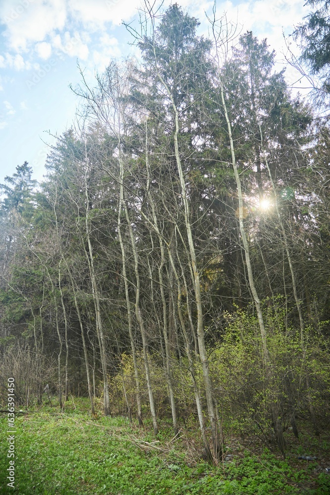 Obraz premium Landscape with tall ship pines and other trees. Nature of the temperate zone of Eurasia