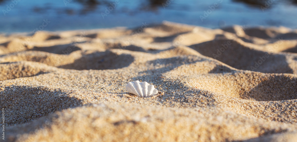 Banner of a beautiful white shell on a sandy beach. Stylish travel and leisure concept