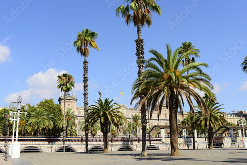 view of palm trees on a summer day against the backdrop of urban development