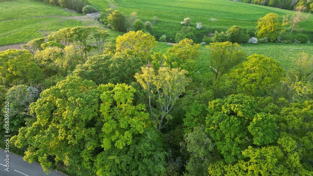 an aerial view of green trees along a road in front of fields