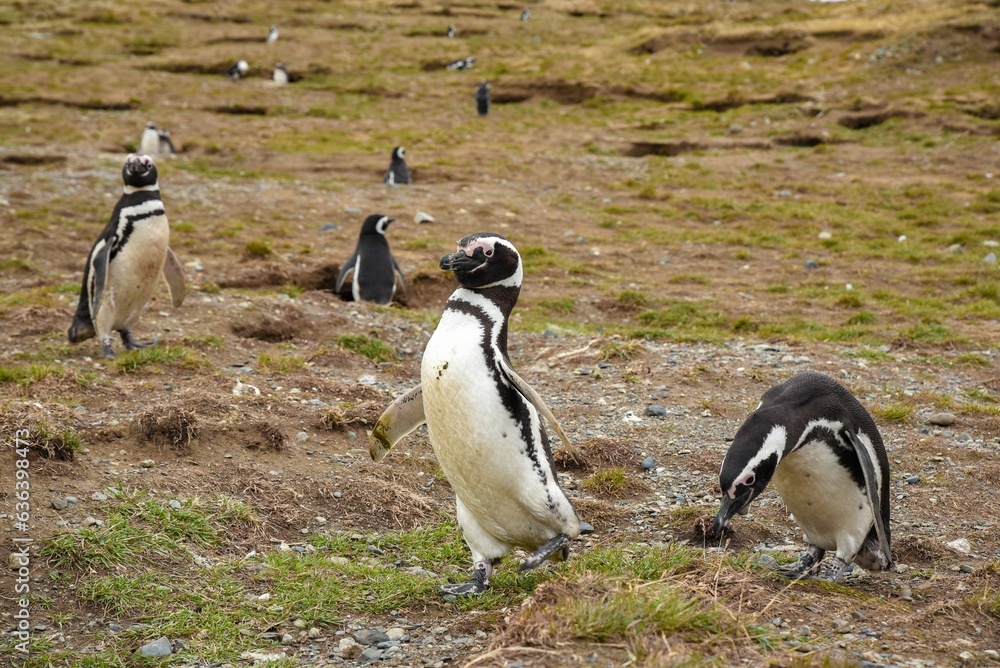 Fototapeta premium Group of penguins from Magdalena Island in Patagonia gather together along a picturesque beach