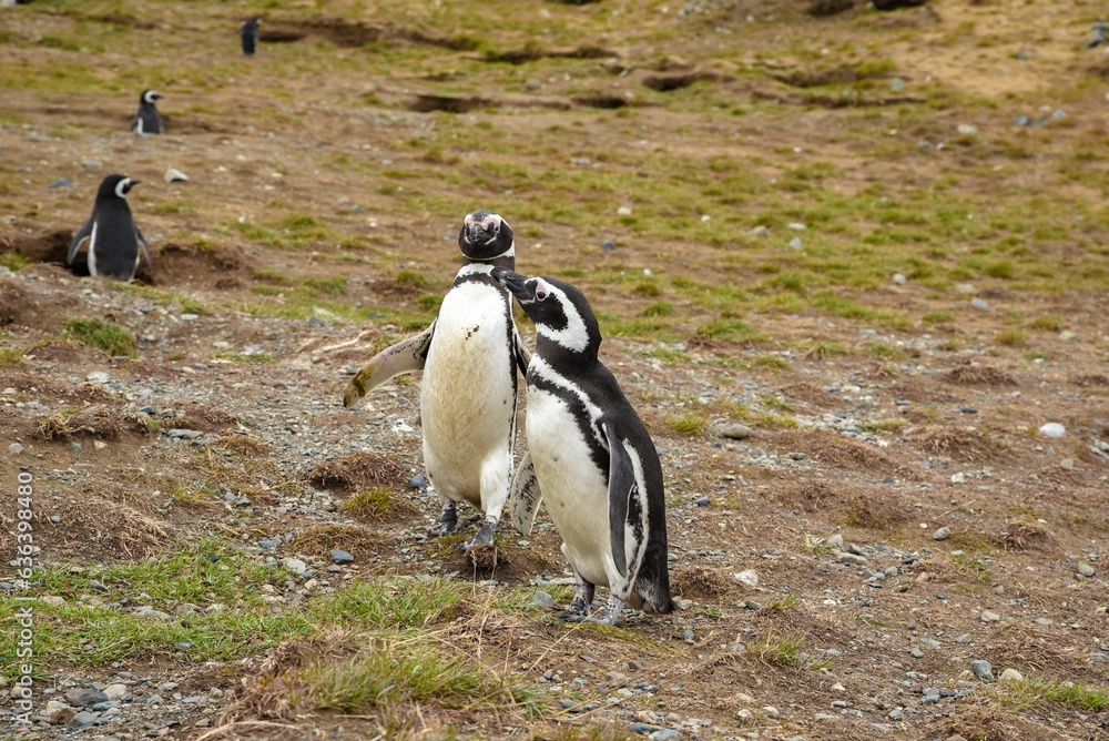 Fototapeta premium Adorable penguin enjoying a sunny day on the beach, standing on the sand in a relaxed posture