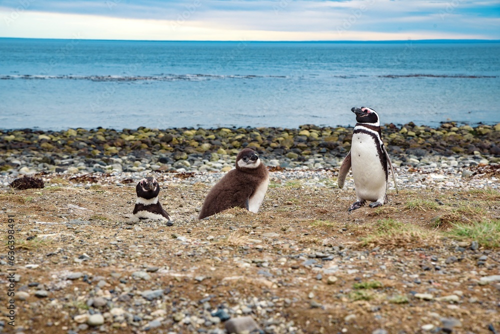 Obraz premium Group of penguins from Magdalena Island in Patagonia gather together along a picturesque beach