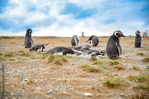 penguins sit and sleep on a rocky hill near water