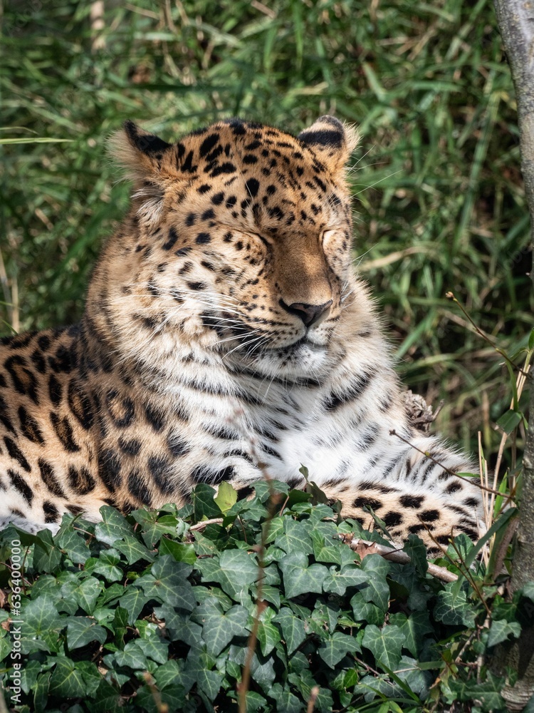 Beautiful leopard lounging in the Parc de la Tete d'Or in Lyon, France, basking in the sun Beautiful leopard lounging in the Parc de la Tete d'Or in Lyon, France, basking in the sun