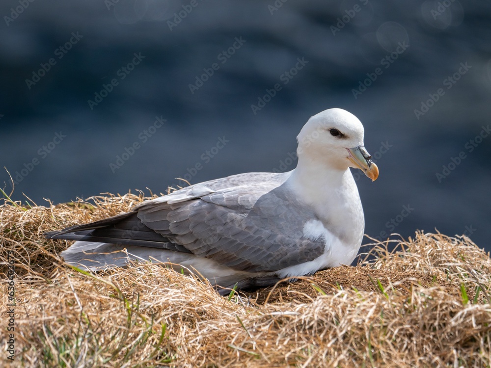 Seagull perched atop a bed of dry, golden grass in a natural outdoor setting Seagull perched atop a bed of dry, golden grass in a natural outdoor setting