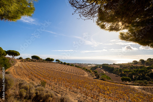 Wine landscape with vineyards during autumn in the Alella denomination of origin area in the province of Barcelona in Catalonia Spain