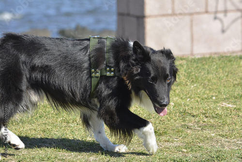 Cute black and white Border Collie puppy In the mountain.