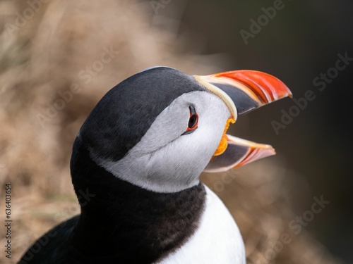 Close-up shot of a puffin bird perched in a grassy area photo