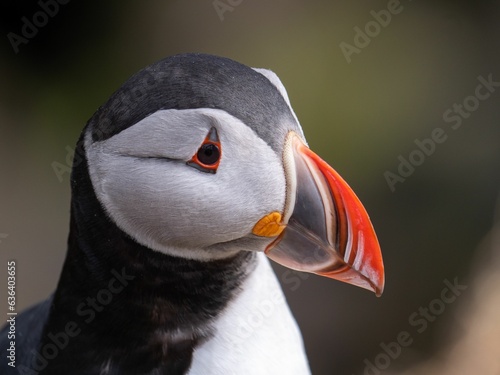 Close-up shot of a puffin bird perched in a grassy area © Tdal/Wirestock Creators