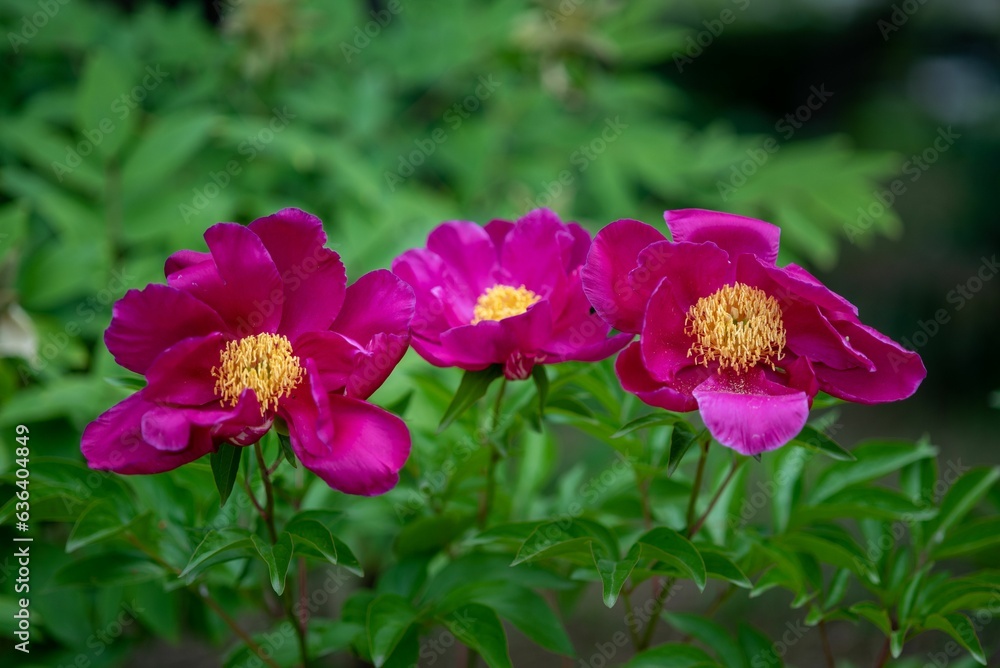 Three pink Milk-flowered peonies (Paeonia lactiflora) blooming in a lush garden Three pink Milk-flowered peonies (Paeonia lactiflora) blooming in a lush garden
