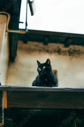 Fototapeta Naklejka Na Ścianę i Meble -  Cute black cat resting on the rooftop looking around.