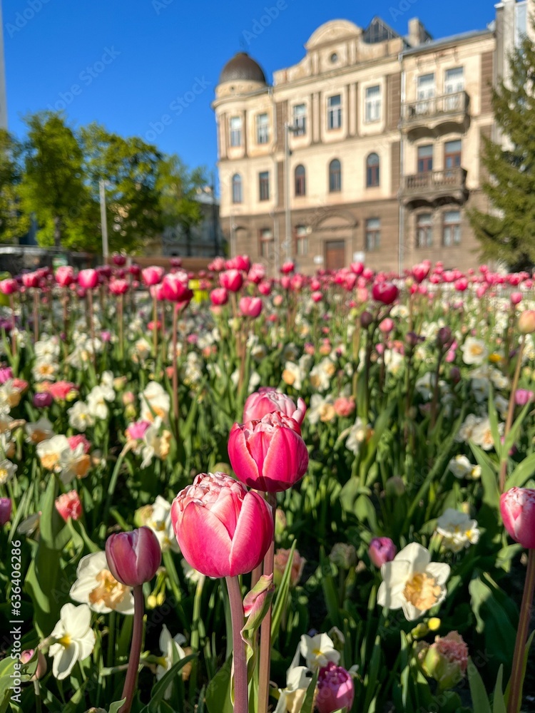 Shot of the city center of Kaunas, Lithuania, featuring a vibrant display of colorful tulips