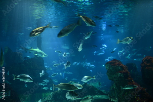 large sea fish in a large aquarium in the building