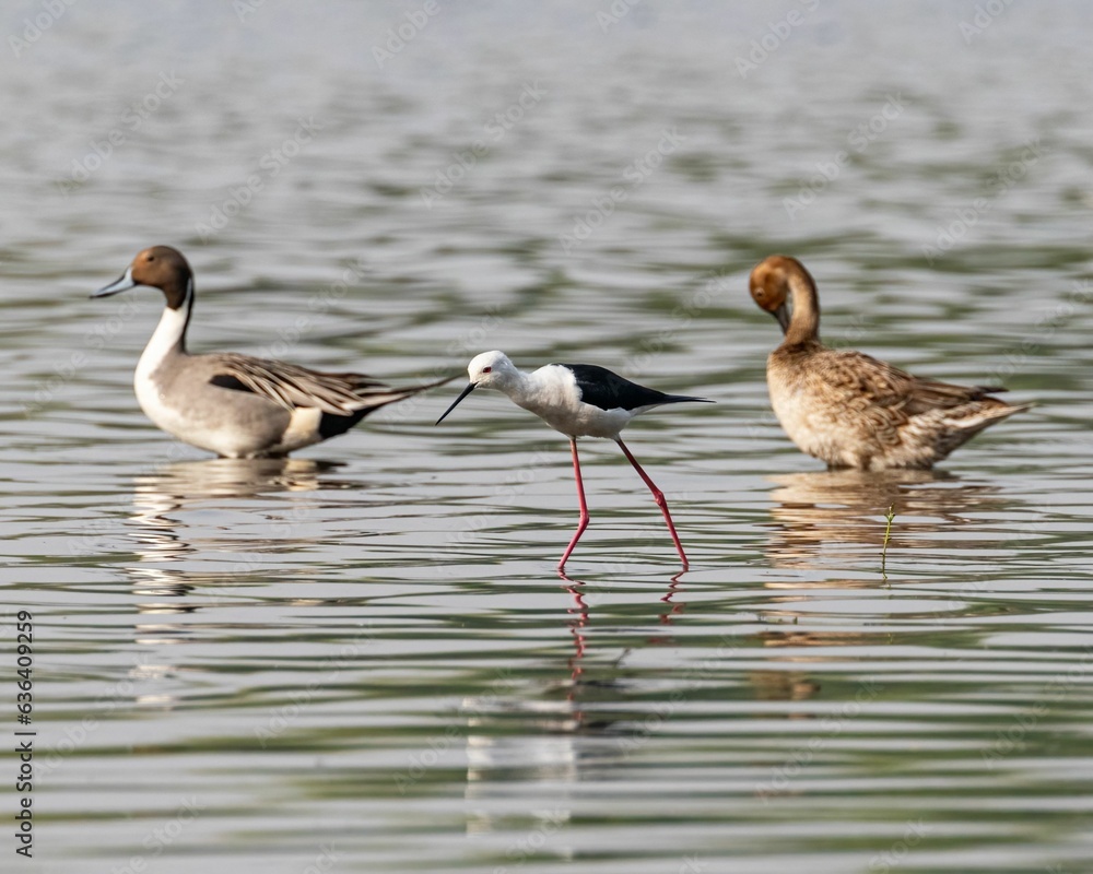 Black-winged stilt bird wading in a shallow pond near ducks Black-winged stilt bird wading in a shallow pond near ducks