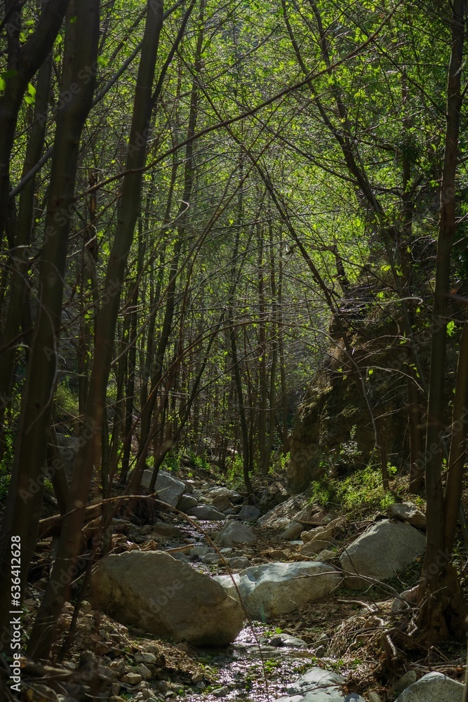 Scenic view of a forested mountain side featuring a rocky path, Angeles forest