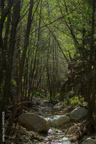 Scenic view of a forested mountain side featuring a rocky path, Angeles forest
