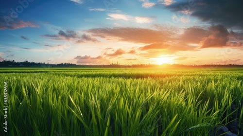 A field of rice with a sunset in the background