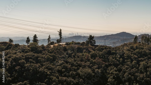 A rolling hillside dotted with tall trees and lined with telephone poles, Los Angeles, California