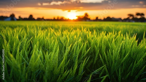A field of rice with a sunset in the background photo