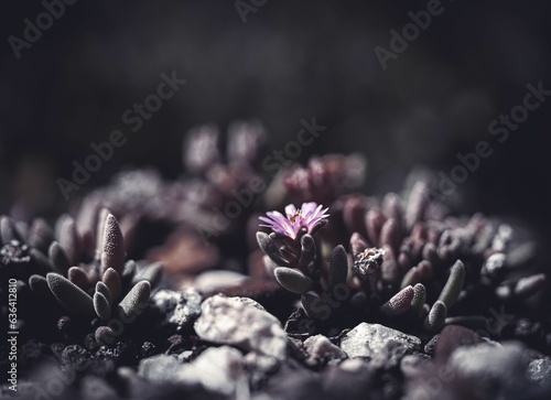 Closeup of Ariocarpus flowers on a dark background photo