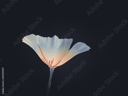 Closeup of a white lily flower on a dark background