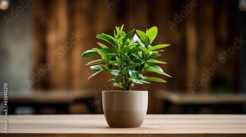 A plant in a pot on a wooden table.