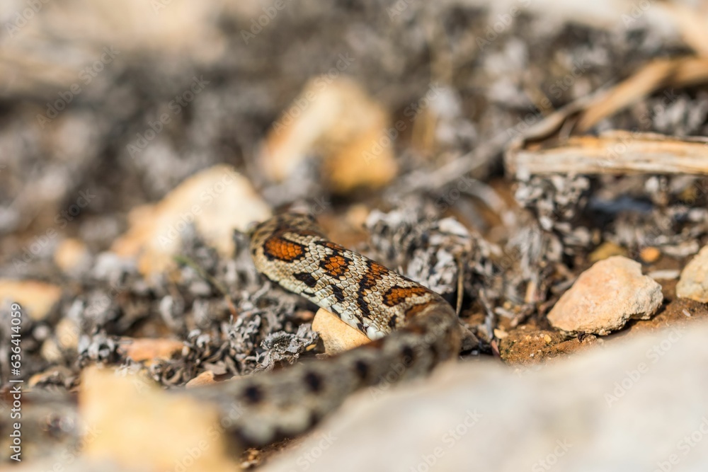 Macro shot of a juvenile Leopard Snake or European Ratsnake, Zamenis situla, on rocks in Malta