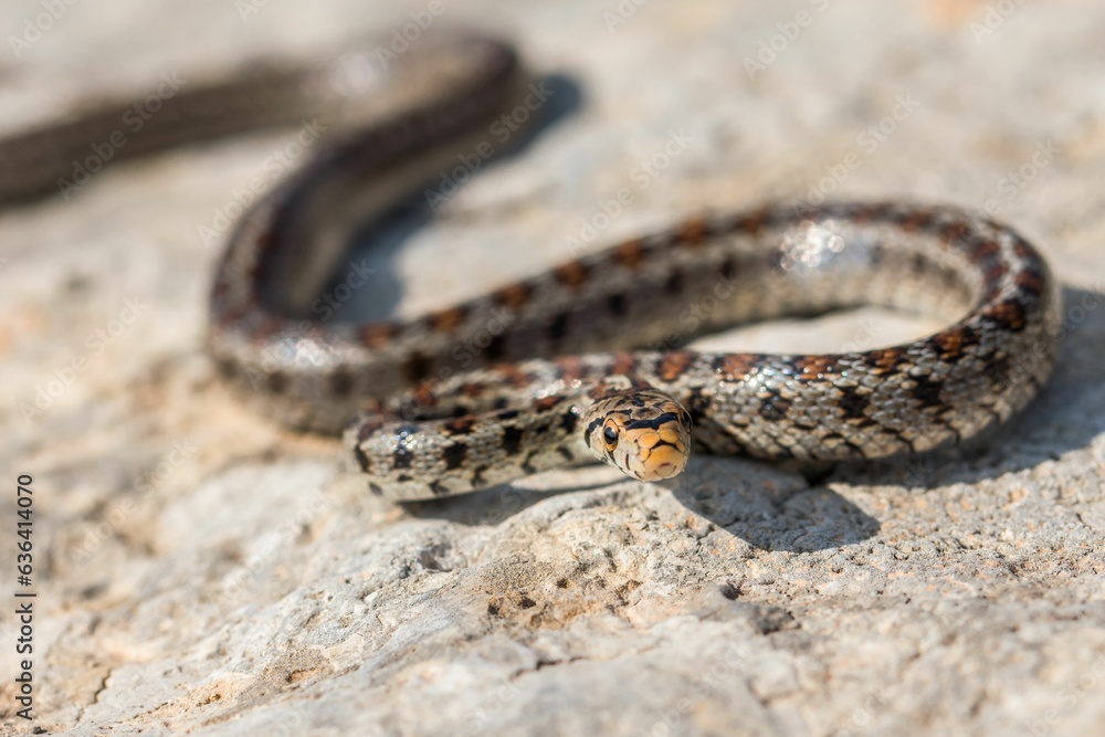 Closeup of a European ratsnake (Zamenis situla) on a stone on the Maltese Islands Closeup of a European ratsnake (Zamenis situla) on a stone on the Maltese Islands
