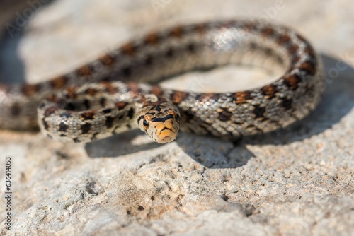 Macro shot of a juvenile Leopard Snake or European Ratsnake, Zamenis situla, on rocks in Malta photo