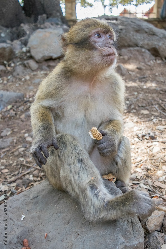 A wild barbary macaque monkey (Macaca sylvanus), waiting for peanuts from tourists, Morocco