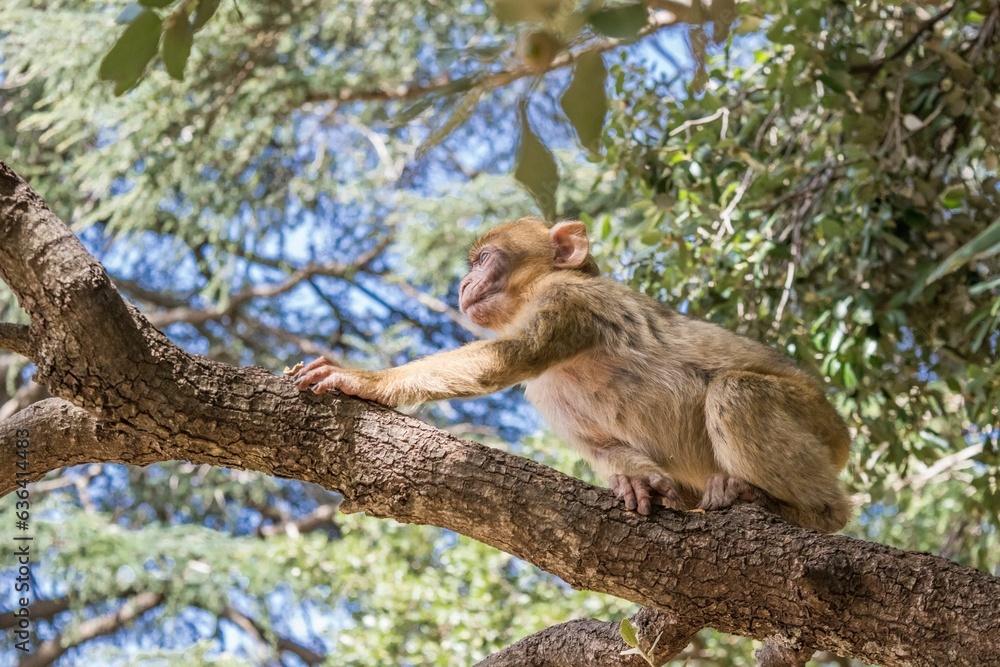 A young small Barbary Macaque monkey or ape, sitting in a tree, eating peanuts in Morocco A young small Barbary Macaque monkey or ape, sitting in a tree, eating peanuts in Morocco