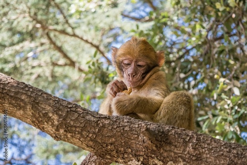 A young small Barbary Macaque monkey or ape, sitting in a tree, eating peanuts in Morocco