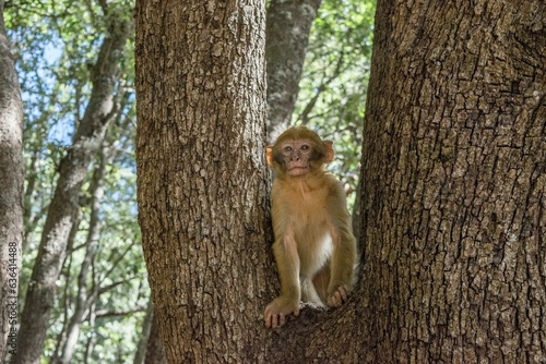 A young small Barbary Macaque monkey or ape, sitting in a tree, eating peanuts in Morocco