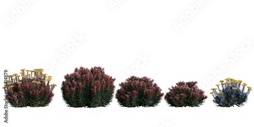3d rendering of Spurge,Conebushes trees on transparent background