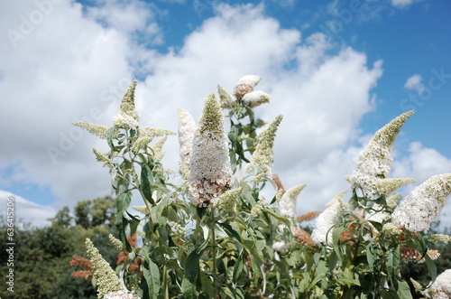 Bild auf Leinwand white buddleia flower in the garden