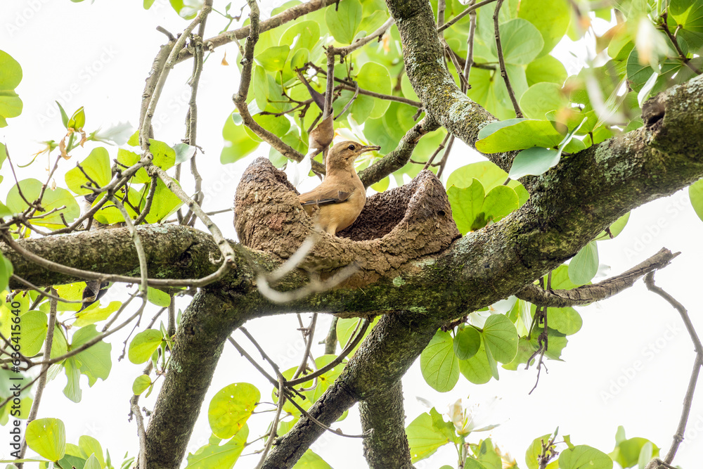 Nest of Rufous Hornero as know as joao-de-barro. The bird that builds its house from clay to procreate. Species Furnarius rufus. Birdwatcher. Nest of Rufous Hornero as know as joao-de-barro. The bird that builds its house from clay to procreate. Species Furnarius rufus. Birdwatcher.